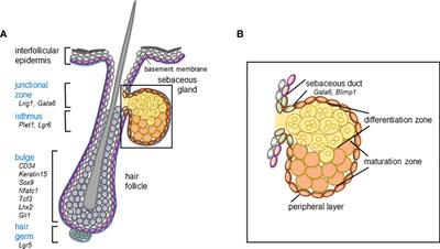 Sebaceous immunobiology - skin homeostasis, pathophysiology, coordination of innate immunity and inflammatory response and disease associations